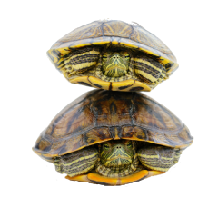 critter sitting services