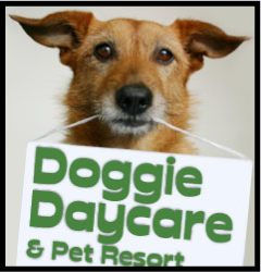 visit doggie daycare